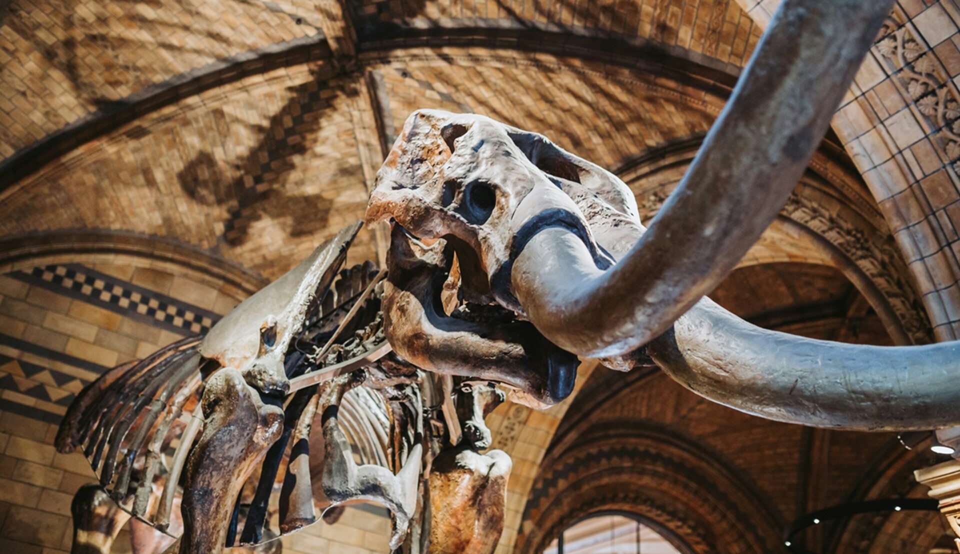 naturalhistorymuseum6_gallery